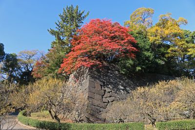 梅林坂（ハゼノキの紅葉）