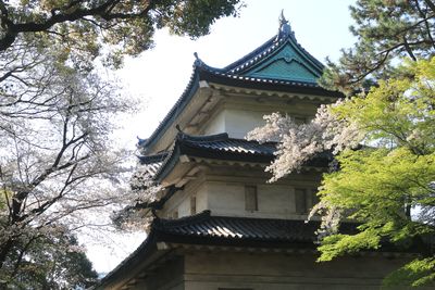 オオシマザクラと富士見櫓