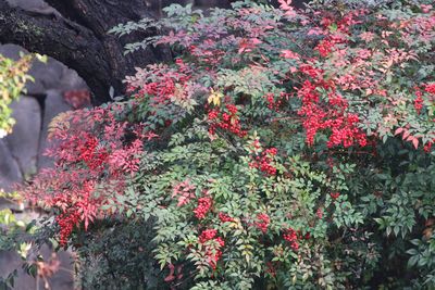写真：諏訪の茶屋周辺のナンテン