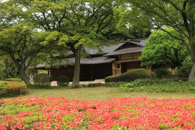 クルメツツジと諏訪の茶屋