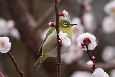 都道府県の木のメジロ