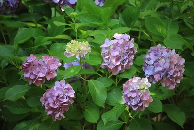 アジサイ（アジサイ科）