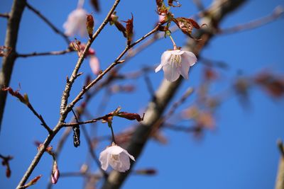 クマノザクラ（バラ科）