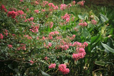 サルスベリ（ミソハギ科）