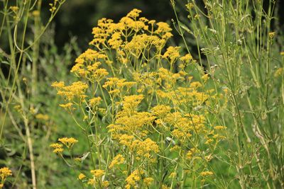 オミナエシ（スイカズラ科）