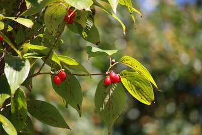 サンシュユ（実）（ミズキ科）