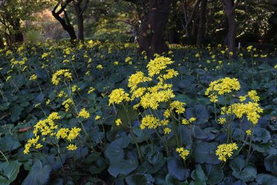 ツワブキ（キク科）