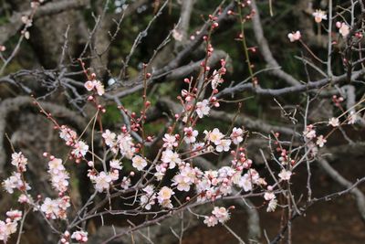 写真：ウメ（紅冬至）（バラ科）