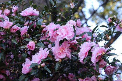 写真：サザンカ（ツバキ科）