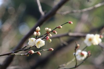 写真：ウメ（冬至）（バラ科）