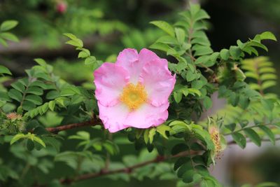 サンショウバラ（バラ科）