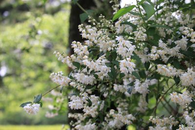 ウツギ（アジサイ科）