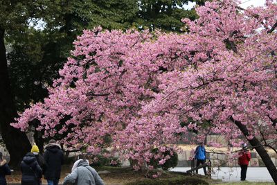 カワヅザクラ（バラ科）