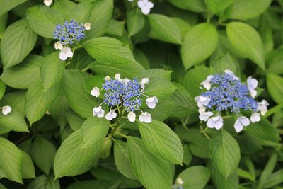 ガクアジサイ（アジサイ科）