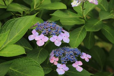 ガクアジサイ（アジサイ科）