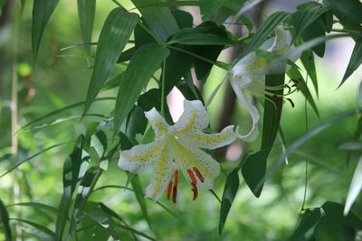 ヤマユリ（ユリ科）