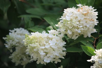 ノリウツギ（ミナヅキ）（アジサイ科）