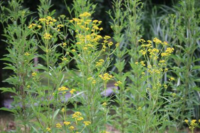 オミナエシ（スイカズラ科）