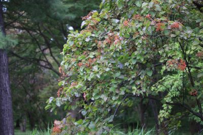 ガマズミ(実)（ガマズミ科）