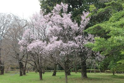 コシノヒガンザクラ（バラ科）