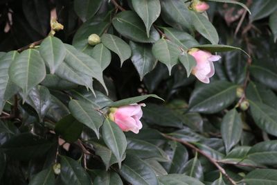 写真：ツバキ（西王母）（ツバキ科）