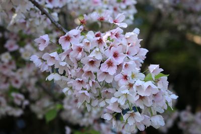 アマギヨシノ（バラ科）