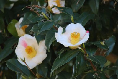 写真：ツバキ（秋一番）（ツバキ科）