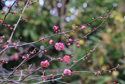 写真：ウメ（八重寒紅）（バラ科）