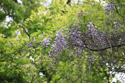 フジ（マメ科）