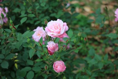 コウシンバラ（バラ科）