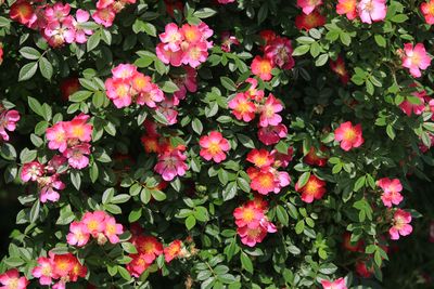 カノコ（バラ科）