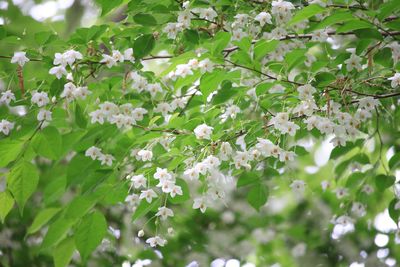 エゴノキ（エゴノキ科）