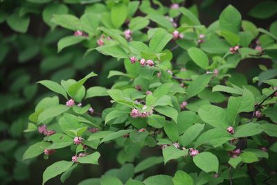 ウメモドキ（モチノキ科）