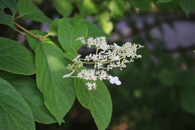 ノリウツギ（アジサイ科）
