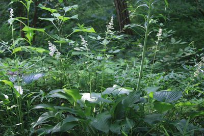 オオバギボウシ（キジカクシ科）