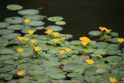 アサザ（ミツガシワ科）