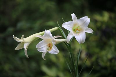 タカサゴユリ（ユリ科）