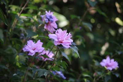 ムクゲ（アオイ科）