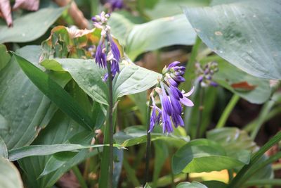 コバギボウシ（キジカクシ科）