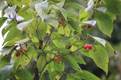 サンシュユ（実）（ミズキ科）