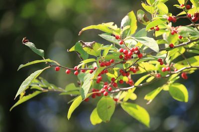 ウメモドキ(実)（モチノキ科）