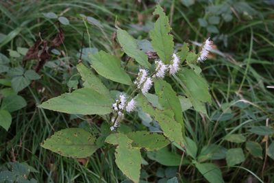 シモバシラ（シソ科）