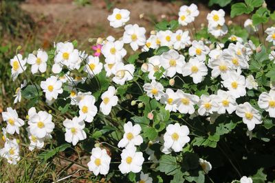 シュウメイギク（キンポウゲ科）