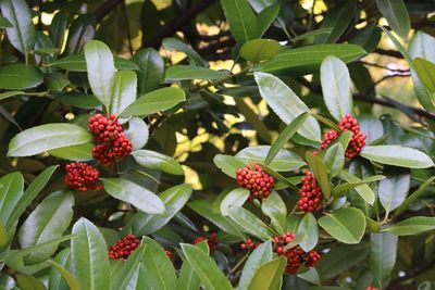 タラヨウ（実）（モチノキ科）