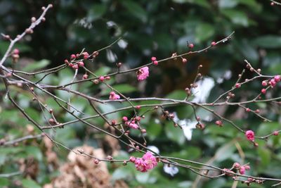 写真：ウメ（八重寒紅）（バラ科）