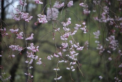 ヤエベニシダレ（バラ科）
