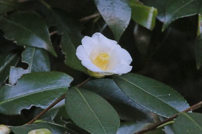 写真：ツバキ（白侘助）（ツバキ科）