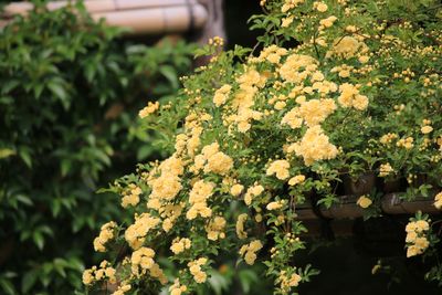 モッコウバラ（バラ科）