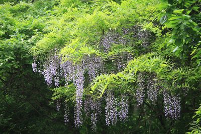 フジ（マメ科）