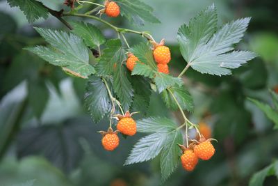 カジイチゴ（実）（バラ科）